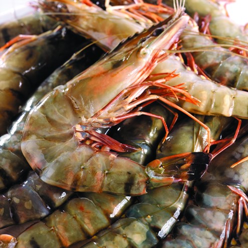Black tiger shrimp