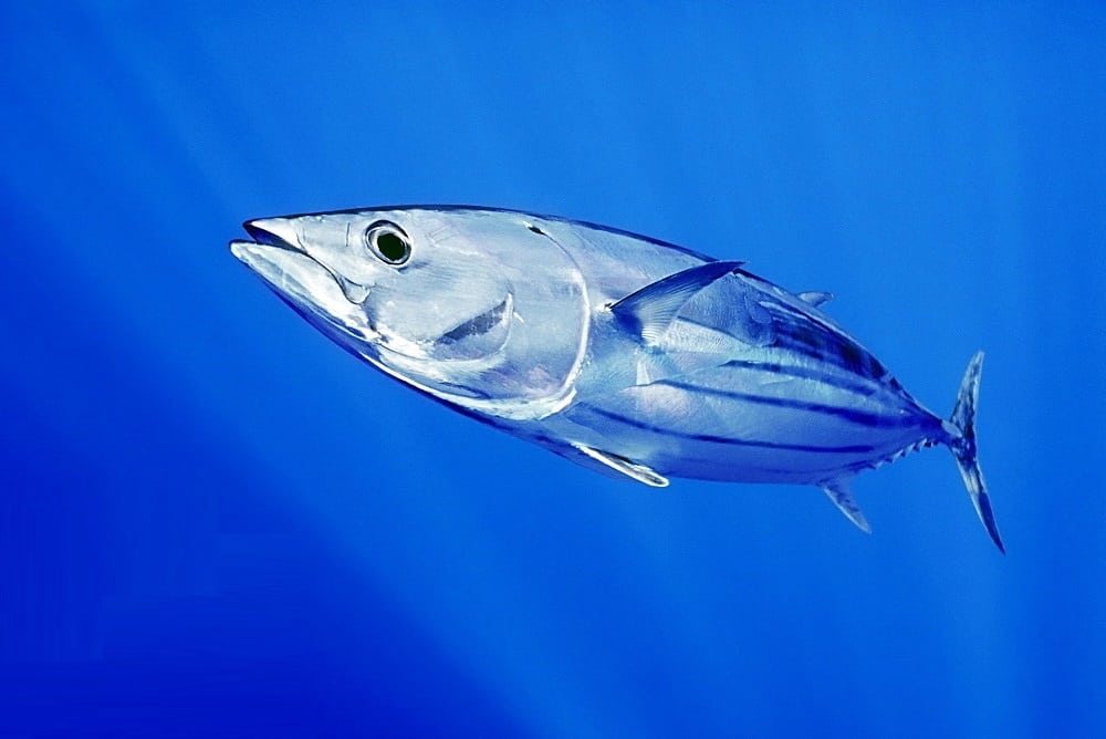 Whole skipjack tuna