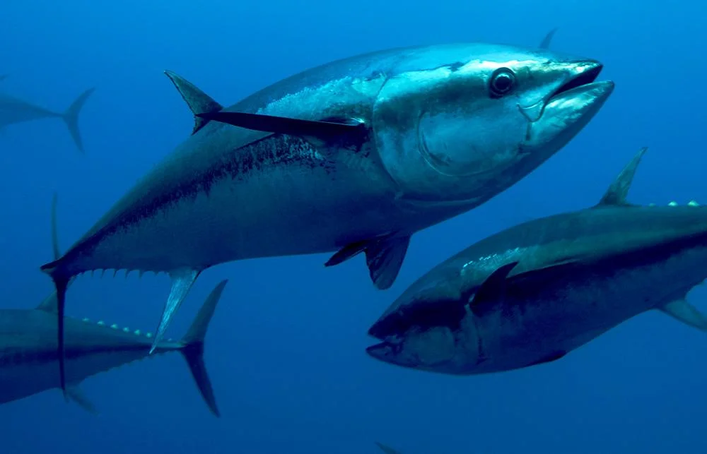 Yellowfin tuna