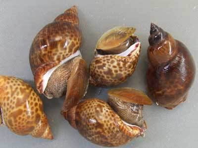 Short baigai